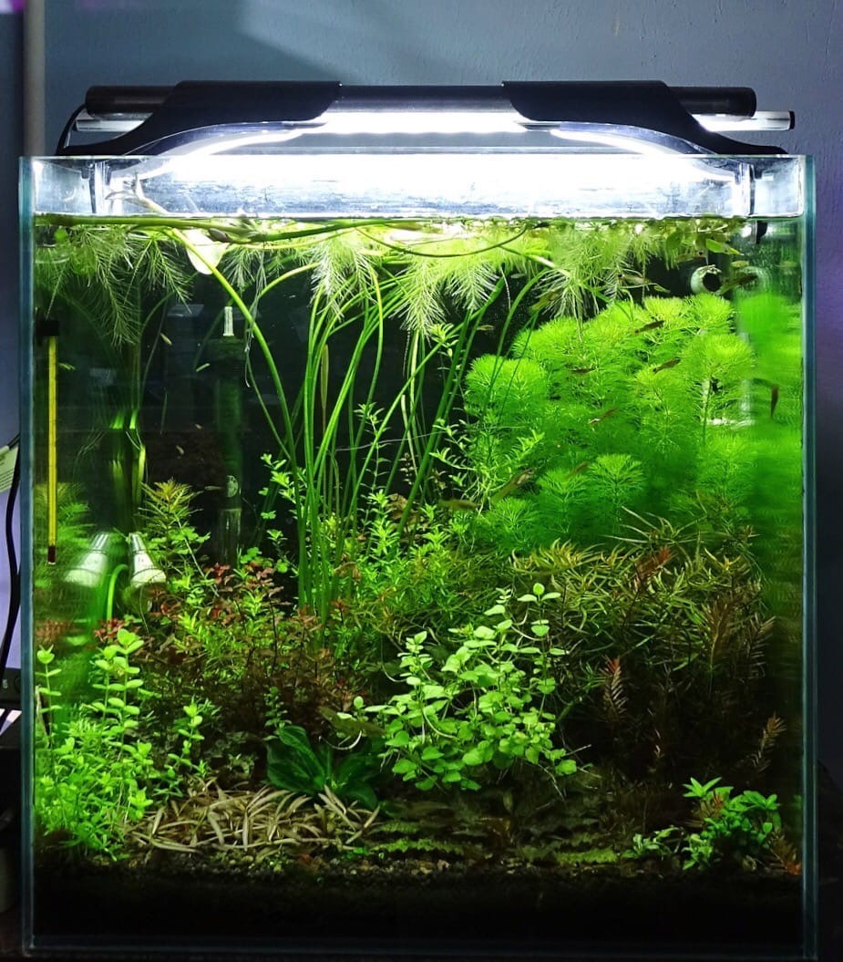 Секрет успешного запуска аквариума с живыми растениям - мастер-класс