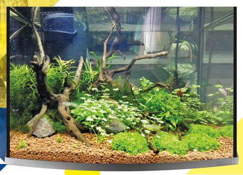 Мастер-класс по запуску аквариума с живыми растениями в Аква Лого на ВДНХ