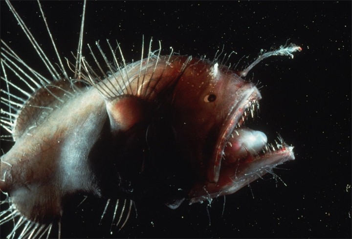 Тайны морских глубин - рыба-черт или удильщик