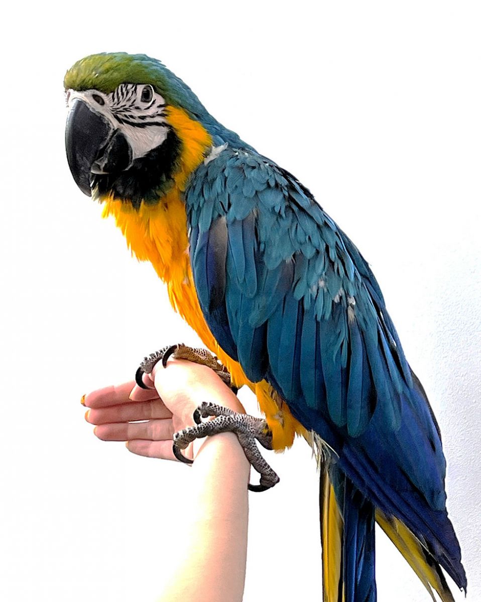 Попугай Ара сине-желтый - отделу декоративных птиц Аква Лого исполнился 1 год