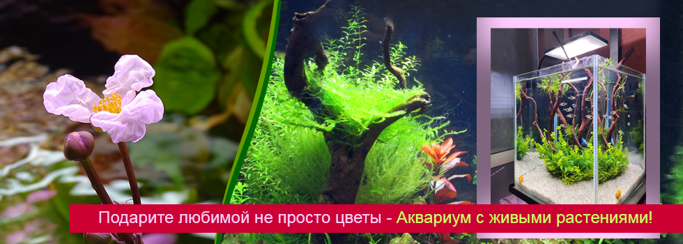 Подарите любимой не просто цветы - Аквариум с живыми растениями!