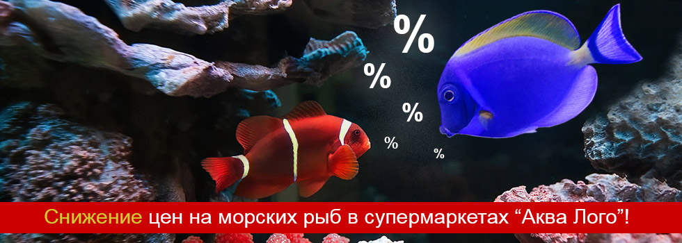 Снижение цен на морских рыб в супермаркетах Аква Лого!