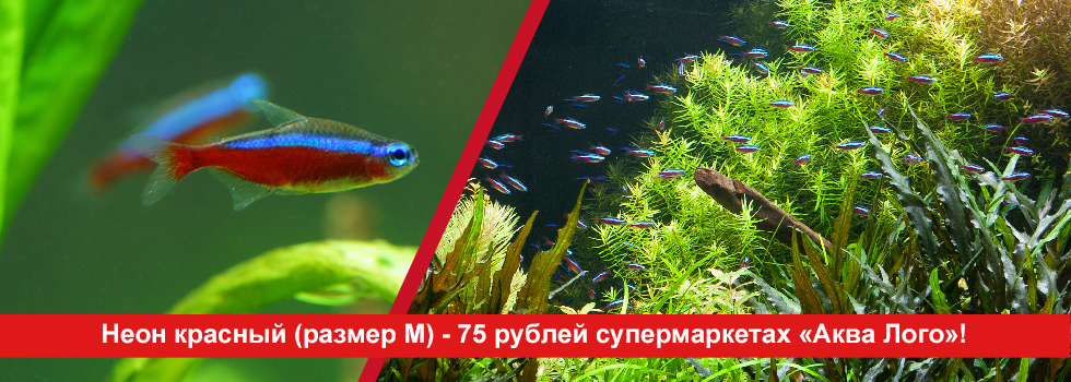Товары Для Аквариума Интернет Магазин Москва Товары Для Аквариума Интернет Магазин Москва