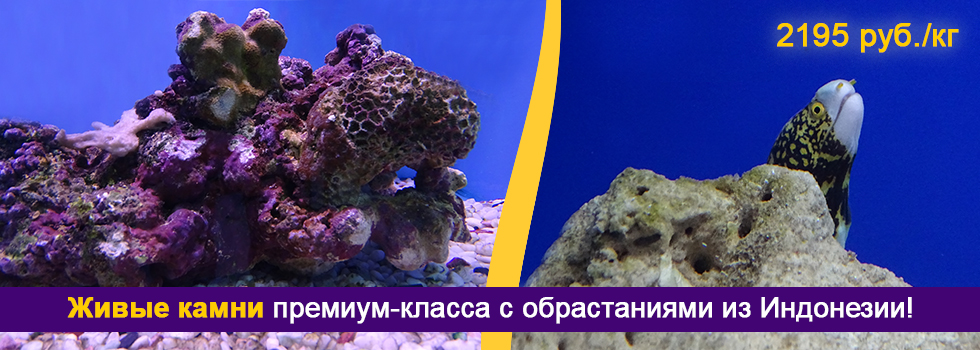 Живые камни премиум класса