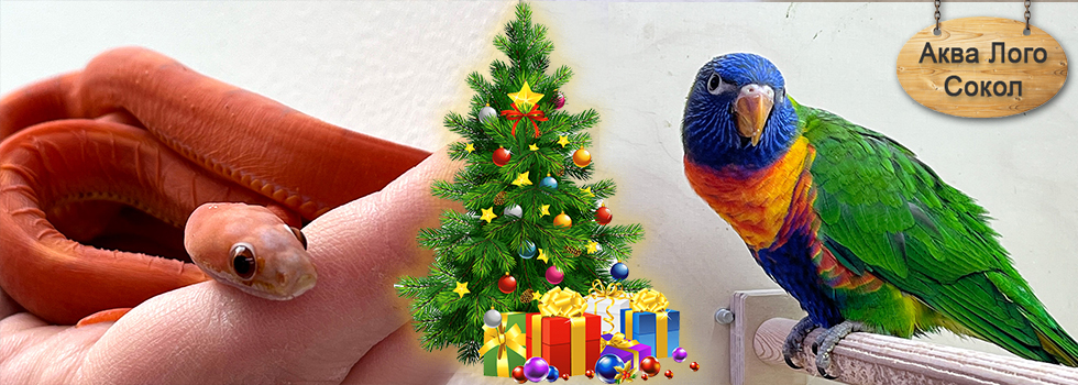 Декоративные птицы и террариумные животные на 2-м этаже в супермаркете Аква Лого - Сокол!