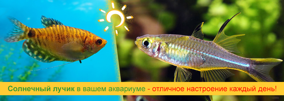 Солнечный лучик в вашем аквариуме - выберите рыбку в супермаркете Аква Лого!