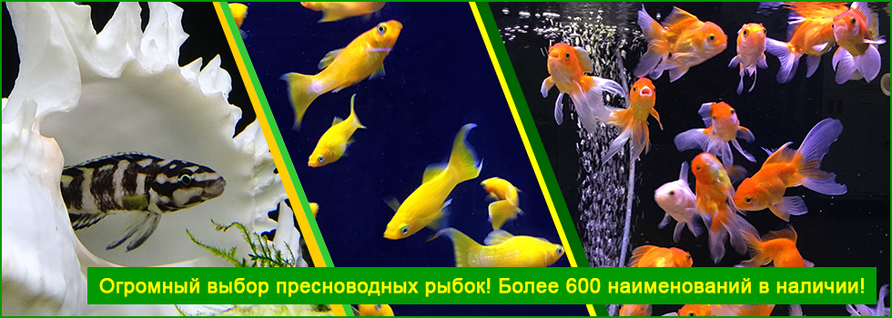 Огромный выбор пресноводных рыб для вашего аквариума!