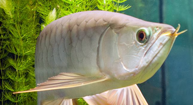 Проверь, какой ты аквариумист?Новый раздел Тесты на нашем сайте