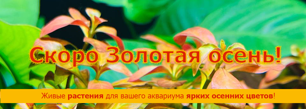 Золотая осень - живые растения для вашего аквариума!