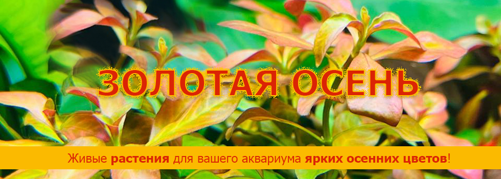 Золотая осень - живые растения для вашего аквариума!