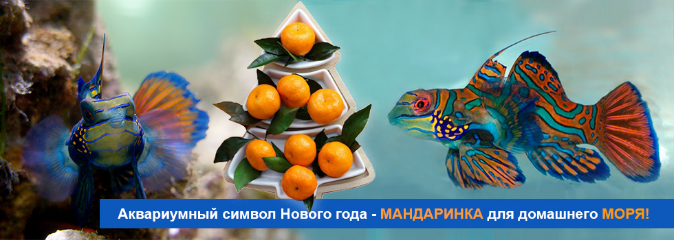 Мандаринка для морского аквариума - символ нового года!