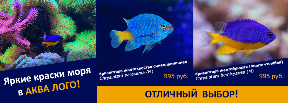 Яркие краски моря в Аква Лого - суперцены на морских рифовых рыб!