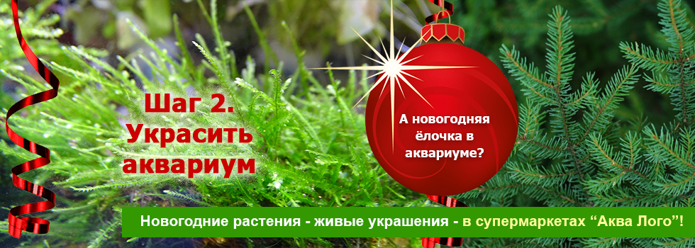 Новогодняя аквариумная атмосфера - шаг 2 - Вырастить ёлочку в аквариуме