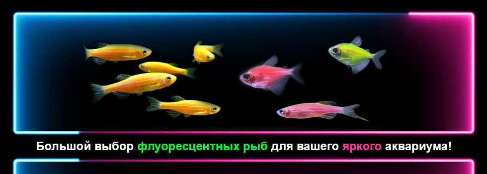 Большой выбор флуоресцентных рыбок в супермаркетах Аква Лого!