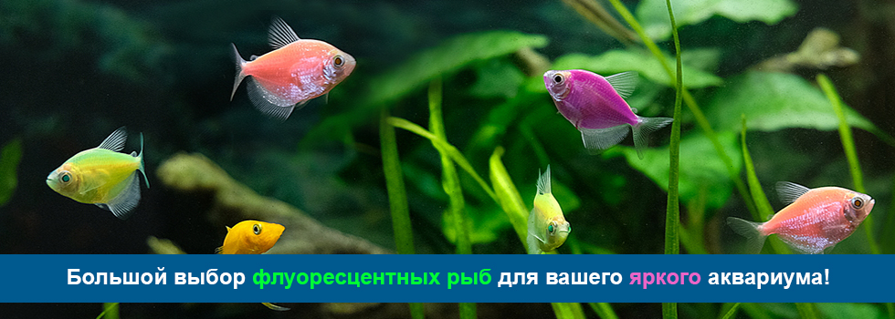 Большой выбор флуоресцентных рыбок для вашего яркого аквариума!