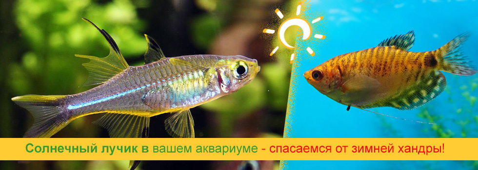 Солнечный лучик в вашем аквариуме - выберите рыбку в супермаркете Аква Лого!
