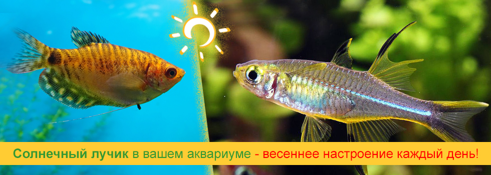 Солнечный лучик в вашем аквариуме - выберите рыбку в супермаркете Аква Лого!