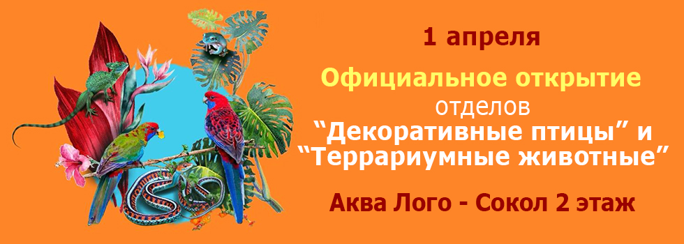 Официальное открытие отделов Декоративные птицы и Террариумные животные в Аква Лого - Сокол 1 апреля!