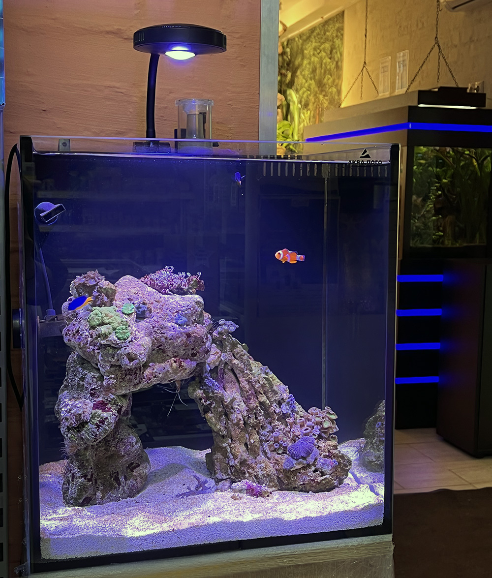Морской аквариум - готовое решение - Немо - в Аква Лого Университет!