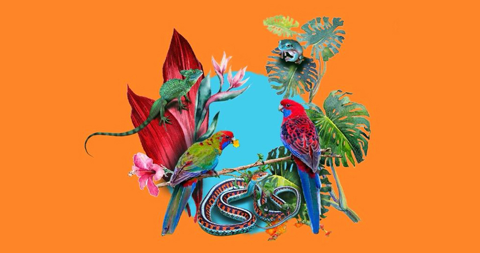 1 апреля приглашаем на официальное открытие отделов птицы и террариумные животные в Аква Лого - Сокол!