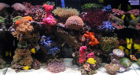 Конкурс оформлений рифовых аквариумов на выставке Aquarama-2005 в Сингапуре