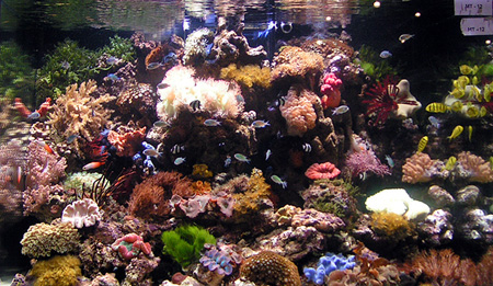 Конкурс оформлений рифовых аквариумов на выставке Aquarama-2005 в Сингапуре