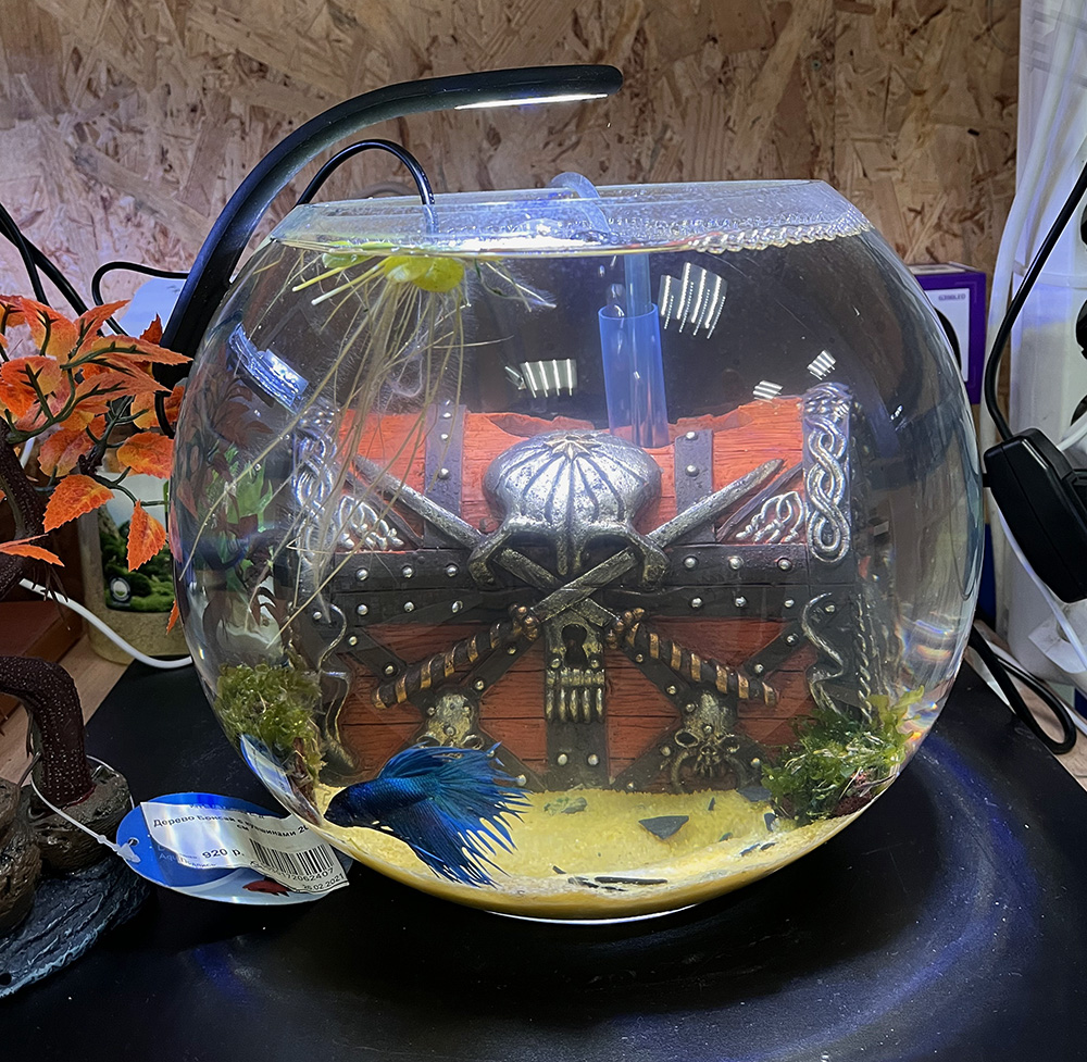 Пресноводный аквариум - готовое решение - Сундук мертвеца - в Аква Лого Университет!