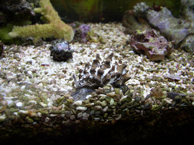 Хищный моллюск Vasum turbinellum в морском аквариуме