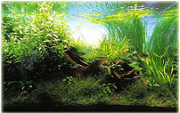 Nature Aquarium - «природный аквариум»