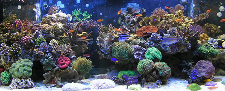 Рифовый аквариум, Интерзоо-2005