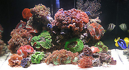 Рифовый аквариум, выставка АкваРама 2005