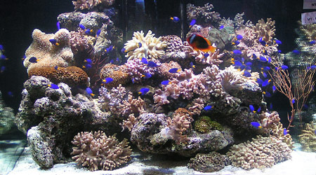 Фото с конкурса рифовых аквариумов на выставке Акварама-2005, Сингапур
