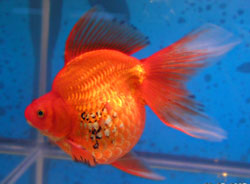 Золотая рыбка, выставочный экземпляр