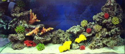 Оформление 2008 года. Искусственные кораллы и натуральные живые камни