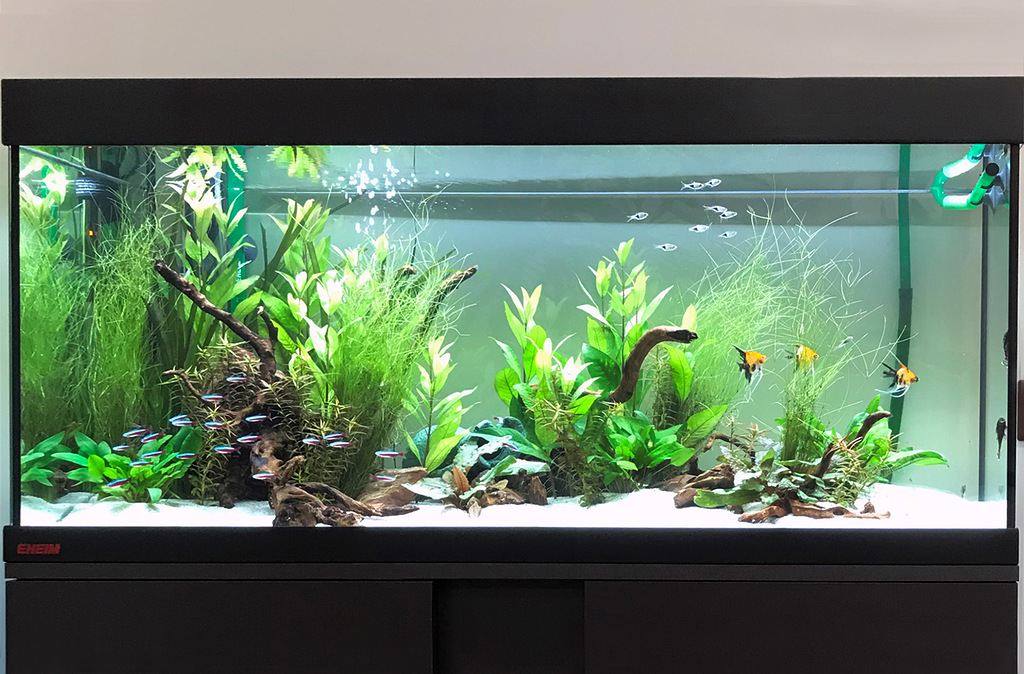 Пресноводное оформление с живыми растениями, неонами и скаляриями в аквариуме Eheim объемом 180 литров