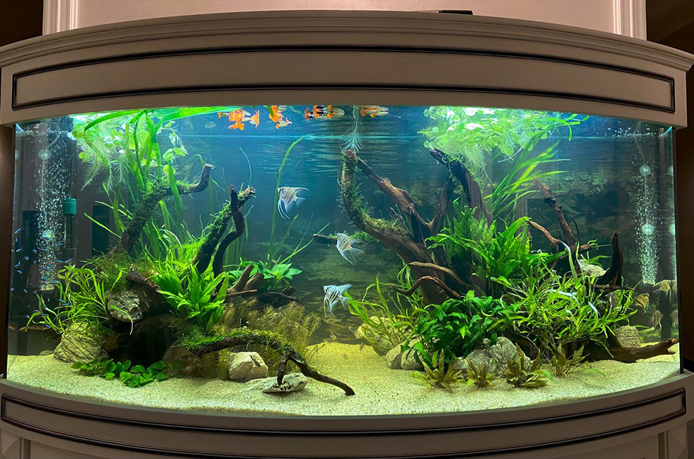 Пресноводное оформление с живыми растениями в панорамном аквариуме Аква Лого объемом 470 литров