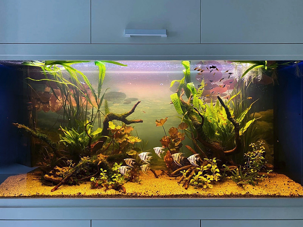Пресноводное оформление с живыми растениями в аквариуме объемом 432 литра