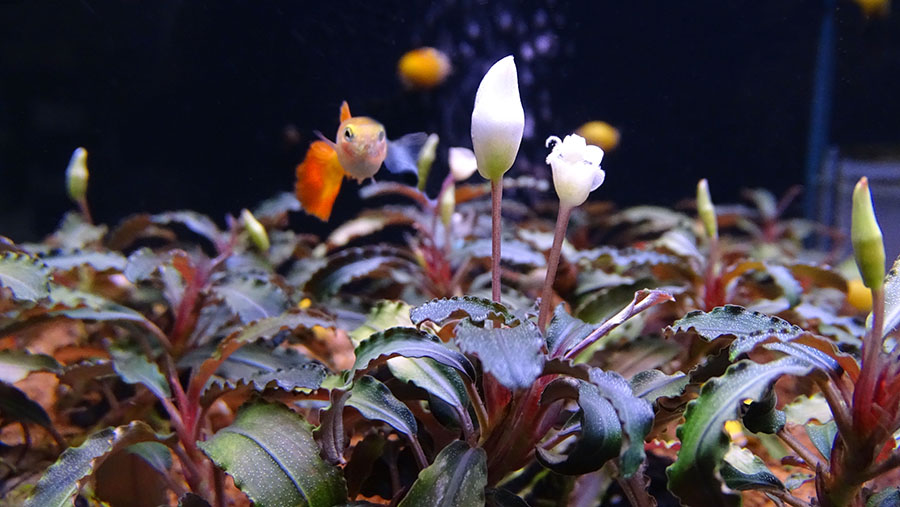 Буцефаландры - растения цветущие под водой - в супермаркетах Аква Лого!