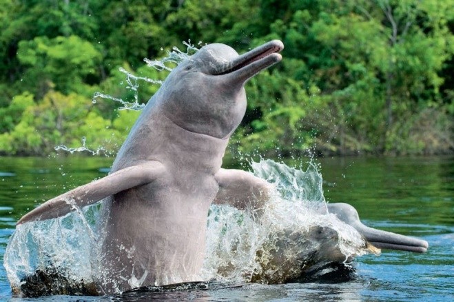 Такого дельфина еще не встречали!