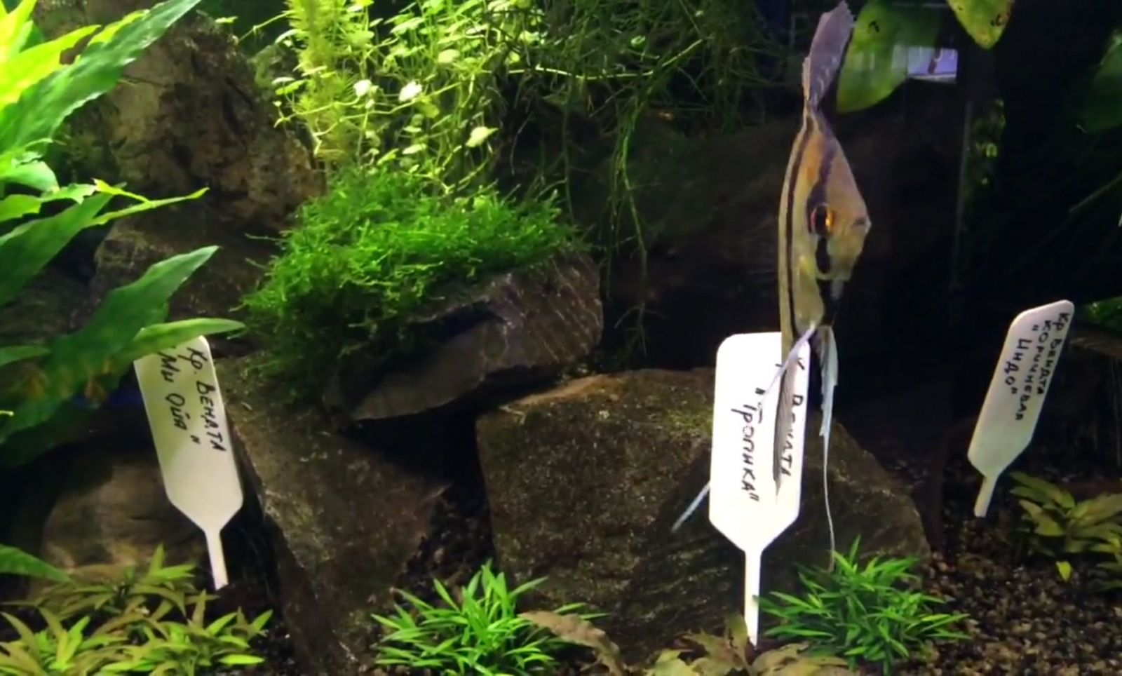 Меристемные растения в демонстрационном аквариуме в Аква Лого на Волжской