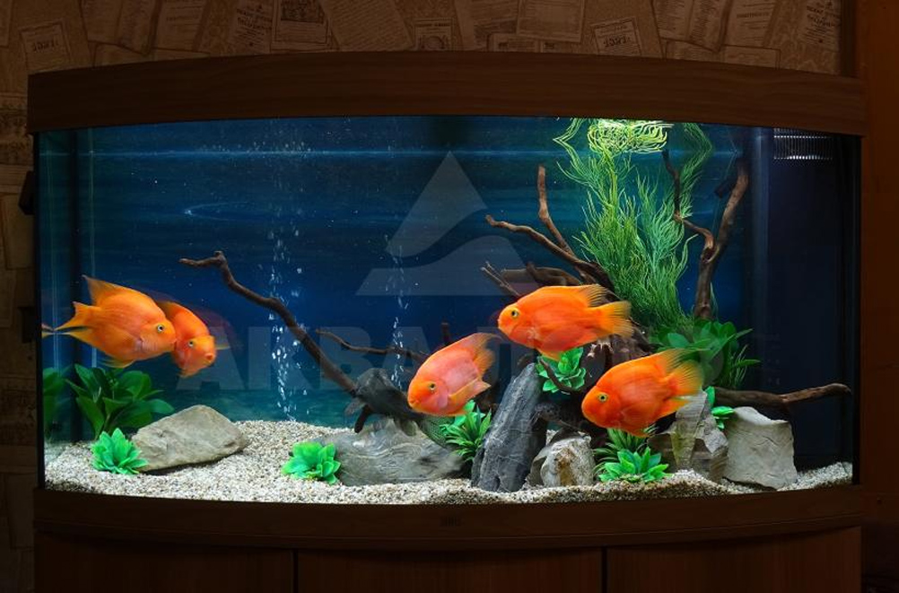 Маленький аквариум и рыбка петушок. Особенности оформления