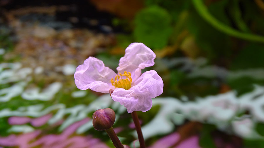 Эхинодорус Фламме - цветущее растение - в супермаркетах Аква Лого!