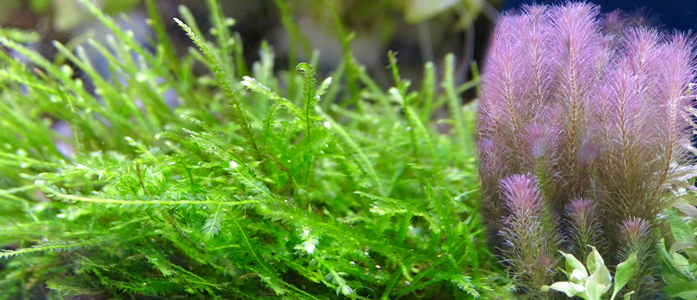 Украшение пресноводного аквариума - новогодние живые растения