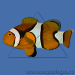 Клоун перкула оранжевый Amphiprion percula