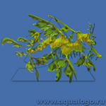 Конек (Морской дракон) листовидный Конек (Морской дракон) листовидный