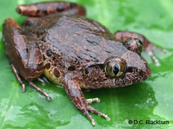 Ночная лягушка Astylosternus rheophilus