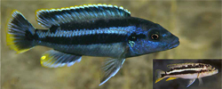 Melanochromis kaskazini