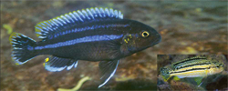 Melanochromis mossambiquensis