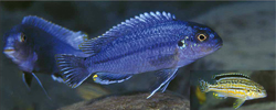 Melanochromis wochepa