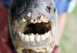 human teeth fish
